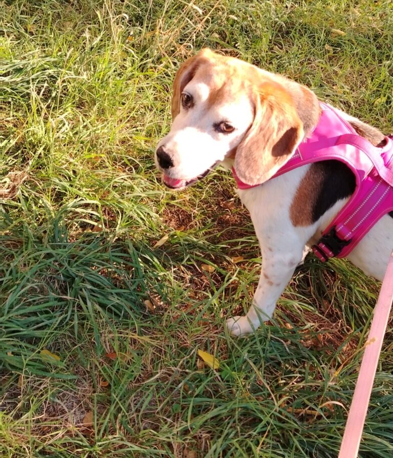 Dog sitter: non basta amare i cani